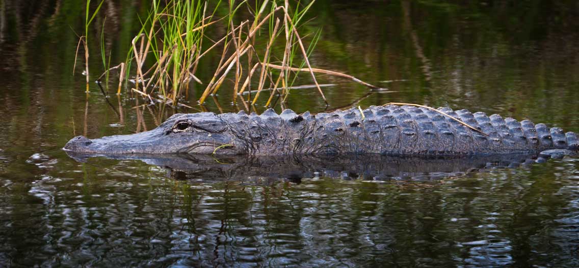 Aligátoři - Národní park Everglades na Floridě