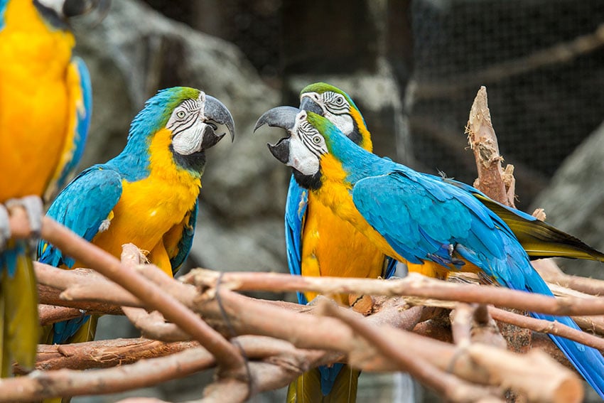 Papouškové v zoo